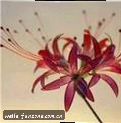 吴鹏